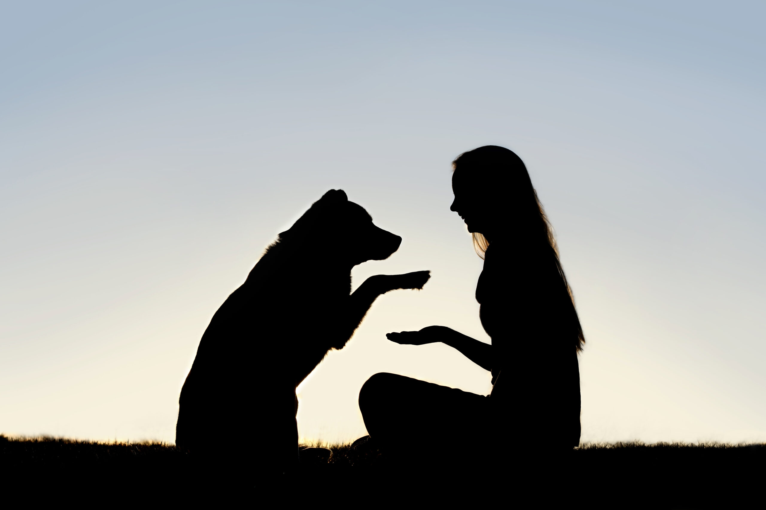 a happy girl is sitting outside in the grass, shaking hands with her German Shepherd dog, silhouetted against the sunsetting sky