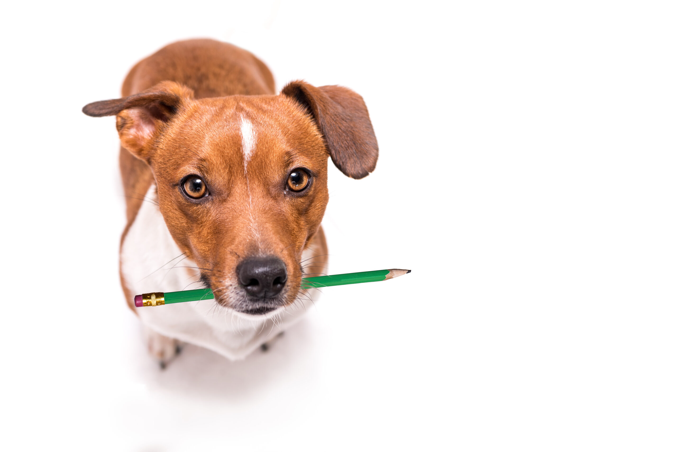 Adorable Jack Russell Terrier dog holds a pencil in his mouth. and is looking up. Cute office dog